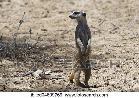 Meerkat (Suricatta suricata), adult male standing, alert, Kgalagadi Transfrontier Park, Northern Cape, South Africa, Africa View Large Photo Image Stock Photo - Meerkat (Suricatta suricata), adult male standing, alert, Kgalagadi Transfrontier Park, Northern Cape, South Africa, Africa. Fotosearch