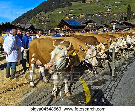 Members of the jury will review Simmental cows at a cattle show, Lauenen, Canton of Berne, Switzerland, Europe View Large Photo Image Stock Photo - Members of the jury will review Simmental cows at a cattle show, Lauenen, Canton of Berne, Switzerland, Europe. Fotosearch