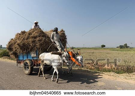 Men on ox-carts, loaded with straw, near Mysuru, Karnataka, India, Asia View Large Photo Image Stock Photography - Men on ox-carts, loaded with straw, near Mysuru, Karnataka, India, Asia. Fotosearch