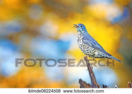 Mistle thrush (Turdus viscivorus), adult, sitting on a root, Middle Elbe Biosphere Reserve, Saxony-Anhalt, Germany, Europe View Large Photo Image Stock Photo - Mistle thrush (Turdus viscivorus), adult, sitting on a root, Middle Elbe Biosphere Reserve, Saxony-Anhalt, Germany, Europe. Fotosearch