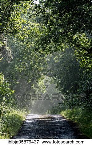 Misty countryside road, Puy de Dome department, Auvergne-Rhone-Alpes, france View Large Photo Image Stock Photo - Misty countryside road, Puy de Dome department, Auvergne-Rhone-Alpes, france. Fotosearch