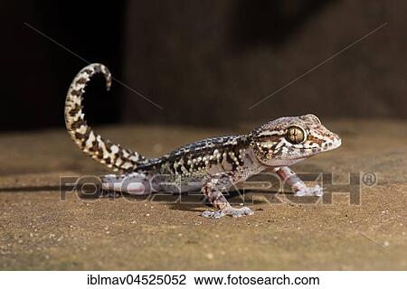 Mocquard's Madagascar ground gecko (Paroedura Bastardi), Isalo National Park, Madagascar, Africa View Large Photo Image Stock Image - Mocquard's Madagascar ground gecko (Paroedura Bastardi), Isalo National Park, Madagascar, Africa. Fotosearch