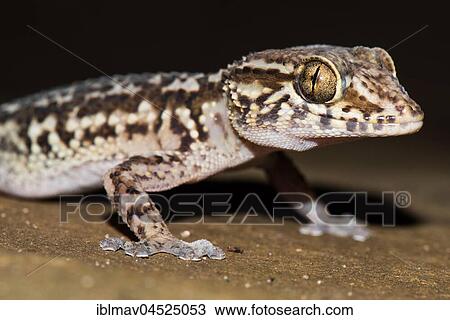 Mocquard's Madagascar Ground Gecko (Paroedura bastardi), Portrait, Isalo National Park, Madagascar, Africa View Large Photo Image Stock Image - Mocquard's Madagascar Ground Gecko (Paroedura bastardi), Portrait, Isalo National Park, Madagascar, Africa. Fotosearch