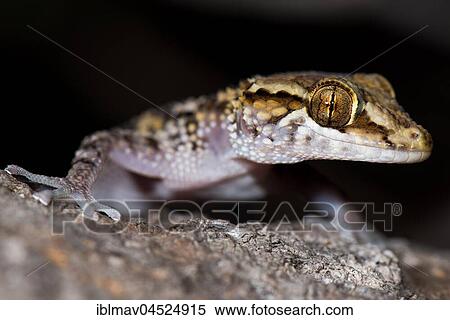 Stock Photography - Mocquard's Madagascar Ground Gecko (Paroedura bastardi), portrait, Kirindy National Park, Madagascar, Africa. Fotosearch