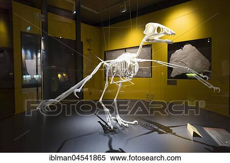 Model skeleton of archaeopteryx, Mayor-Müller-Museum, Solnhofen, Altmuehltal, Middle Franconia, Franconia, Bavaria, Germany, Europe View Large Photo Image Stock Photography - Model skeleton of archaeopteryx, Mayor-Müller-Museum, Solnhofen, Altmuehltal, Middle Franconia, Franconia, Bavaria, Germany, Europe. Fotosearch