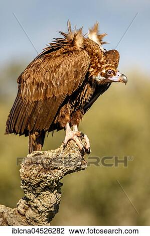 Stock Image - Monk vulture (Aegypius monachus) sitting on tree stump, Spain, Europe. Fotosearch
