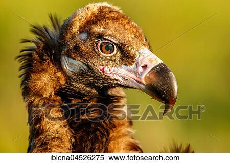 Monk vulture (Aegypius monachus), portrait, Spain, Europe View Large Photo Image Stock Photography - Monk vulture (Aegypius monachus), portrait, Spain, Europe. Fotosearch