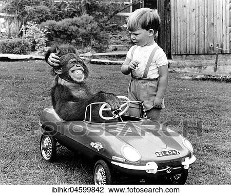 Stock Image - Monkey is sitting in a children's car, England, Great Britain. Fotosearch