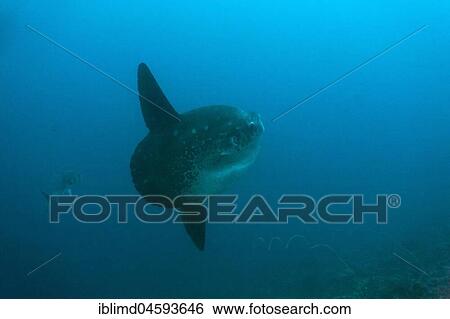 Moonfish (Mola mola), Nusa Lembongan, Small Sunda Islands, Indonesia, Asia View Large Photo Image Stock Photograph - Moonfish (Mola mola), Nusa Lembongan, Small Sunda Islands, Indonesia, Asia. Fotosearch