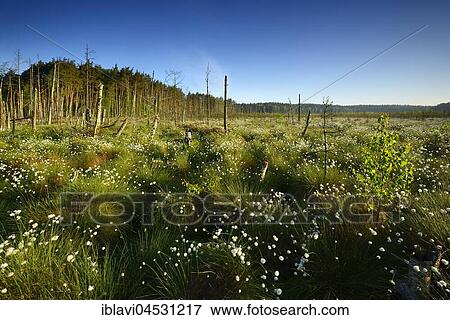 Stock Photo - Moor, Cottongrass (Eriophorum) flowering, Müritz National Park, subterritory Serrahn, Mecklenburg-Western Pomerania, Germany, Europe. Fotosearch