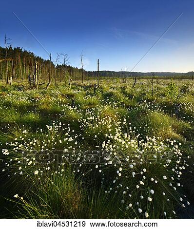 Stock Photo - Moor, Cottongrass (Eriophorum) flowering, Müritz National Park, subterritory Serrahn, Mecklenburg-Western Pomerania, Germany, Europe. Fotosearch