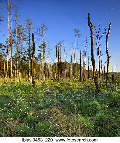 Moor, dead trees, Cottongrass (Eriophorum) flowering, Müritz National Park, subterritory Serrahn, Mecklenburg-Western Pomerania, Germany, Europe View Large Photo Image Stock Image - Moor, dead trees, Cottongrass (Eriophorum) flowering, Müritz National Park, subterritory Serrahn, Mecklenburg-Western Pomerania, Germany, Europe. Fotosearch