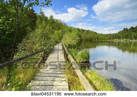 Stock Photography - Moor path, boardwalk, boarded footpath through the moor, Wienpietschseen, Müritz National Park, Mecklenburg-Western Pomerania, Germany, Europe. Fotosearch