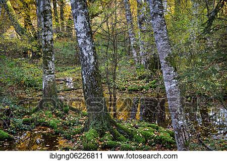 Stock Image - Moorland near Staffelsee, Uffing am Staffelsee, The Blue Land, Upper Bavaria, Bavaria, Germany, Europe. Fotosearch
