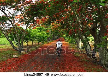 Stock Photo - Moped rider on avenue with Royal Poincianasn, Flamboyant (Delonix regia), Mauritius, Africa. Fotosearch
