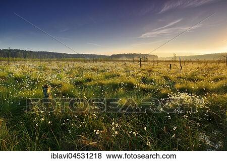 Stock Photo - Morning light in the moor, Cottongrass (Eriophorum) flowering, Müritz National Park, subterritory Serrahn, Mecklenburg-Western Pomerania, Germany, Europe. Fotosearch