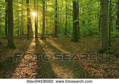 Stock Image - Morning sun, natural beech forest, UNESCO World Natural Reserve, National Park Hainich, Thuringia, Germany, Europe. Fotosearch
