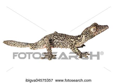 Mossy leaf-tailed gecko (Uroplatus sikorae) in front of white background, Madagascar, Africa View Large Photo Image Stock Photo - Mossy leaf-tailed gecko (Uroplatus sikorae) in front of white background, Madagascar, Africa. Fotosearch