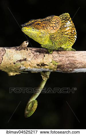 Stock Photo - Mount Amber Shorthorn Chameleon (Calumma amber) Males, Montagne d' Ambre National Park, North Madagascar, Madagascar, Africa. Fotosearch