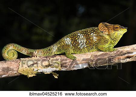 Mount Amber Shorthorn Chameleon (Calumma amber) Males, Montagne d' Ambre National Park, North Madagascar, Madagascar, Africa View Large Photo Image Stock Photograph - Mount Amber Shorthorn Chameleon (Calumma amber) Males, Montagne d' Ambre National Park, North Madagascar, Madagascar, Africa. Fotosearch
