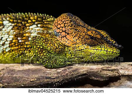Stock Photography - Mount Amber Shorthorn Chameleon (Calumma amber) Males, Montagne d' Ambre National Park, North Madagascar, Madagascar, Africa. Fotosearch