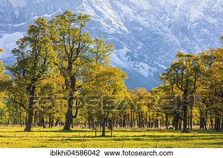 Mountain Maple (Acer pseudo plantanus) Großer Ahornboden, Eng, Vomp-Hinterriß, Tyrol, Austria, Europe View Large Photo Image Stock Image - Mountain Maple (Acer pseudo plantanus) Großer Ahornboden, Eng, Vomp-Hinterriß, Tyrol, Austria, Europe. Fotosearch
