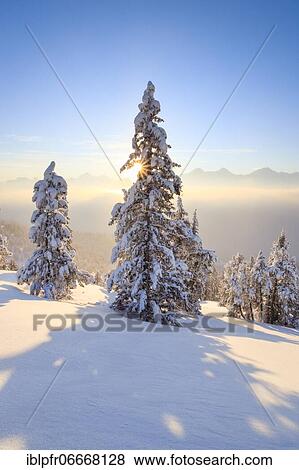 Stock Photo - Mountain pine, Bernese Alps, Switzerland, Europe. Fotosearch