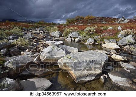 Mountain stream in a colourful autumn landscape on the Saltfjellet, plateau at the Arctic Circle near the city of Mo i Rana, Norway, Europe View Large Photo Image Stock Photo - Mountain stream in a colourful autumn landscape on the Saltfjellet, plateau at the Arctic Circle near the city of Mo i Rana, Norway, Europe. Fotosearch
