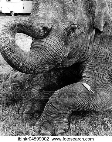 Mouse on elephant leg, England, Great Britain View Large Photo Image Stock Image - Mouse on elephant leg, England, Great Britain. Fotosearch