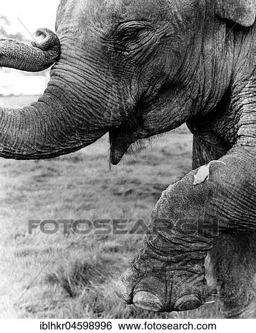 Stock Photograph - Mouse on elephant leg, England, Great Britain. Fotosearch
