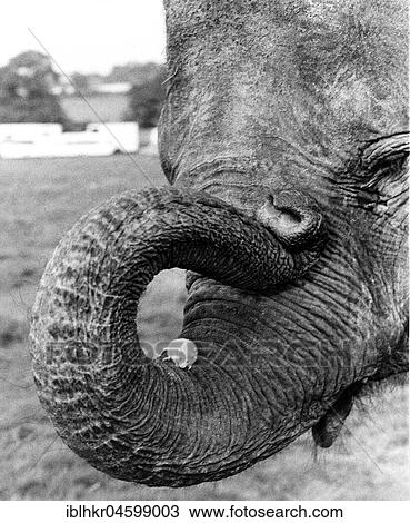 Stock Image - Mouse sits on the trunk of an elephant, England, Great Britain. Fotosearch