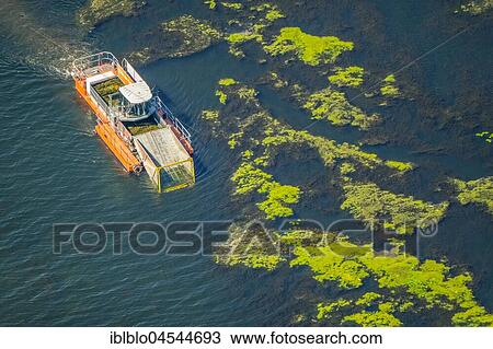 Mow ship on the Kemnader lake, Kemnader Stausee, control of the Elodea, waterweed (Elodea), Bochum, Ruhr area, North Rhine-Westphalia, Germany, Europe View Large Photo Image Stock Image - Mow ship on the Kemnader lake, Kemnader Stausee, control of the Elodea, waterweed (Elodea), Bochum, Ruhr area, North Rhine-Westphalia, Germany, Europe. Fotosearch