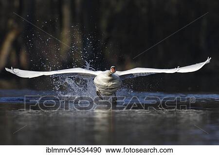 Stock Image - Mute swan (Cygnus olor), taking off from the water, head on, nature river area Peenetal, Mecklenburg-Western Pomerania, Germany, Europe. Fotosearch
