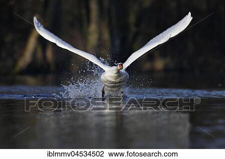 Mute swan (Cygnus olor), taking off from the water, head on, nature river area Peenetal, Mecklenburg-Western Pomerania, Germany, Europe View Large Photo Image Stock Image - Mute swan (Cygnus olor), taking off from the water, head on, nature river area Peenetal, Mecklenburg-Western Pomerania, Germany, Europe. Fotosearch