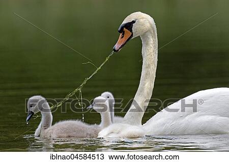 Mute swan with chicks (Cygnus olor), Schleswig-Holstein, Germany, Europe View Large Photo Image Stock Image - Mute swan with chicks (Cygnus olor), Schleswig-Holstein, Germany, Europe. Fotosearch