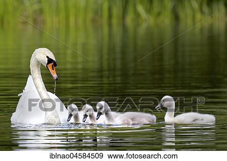 Mute swan with chicks (Cygnus olor), Schleswig-Holstein, Germany, Europe View Large Photo Image Stock Photo - Mute swan with chicks (Cygnus olor), Schleswig-Holstein, Germany, Europe. Fotosearch