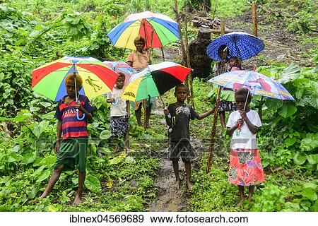 Native women with children with colourful umbrellas in the rain in the village of Rangsuksuk, island of Pentecost, Vanuatu, South Seas, Oceania and rain with, Oceania View Large Photo Image Stock Photo - Native women with children with colourful umbrellas in the rain in the village of Rangsuksuk, island of Pentecost, Vanuatu, South Seas, Oceania and rain with, Oceania. Fotosearch