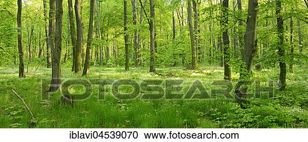 Stock Image - Naturnaher Laubmischwald, early flowering plants covering the ground, near Freyburg, Saxony-Anhalt, Germany, Europe. Fotosearch