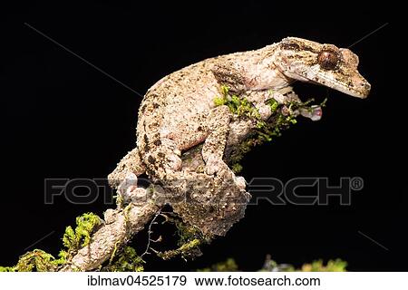 Stock Photo - Night active leaf-tailed gecko (Uroplatus alluaudi), male, Botanical Garden Montagne d' Ambre, North Madagascar, Madagascar, Africa. Fotosearch