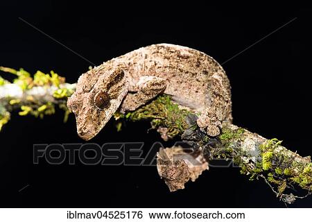 Night active leaf-tailed gecko (Uroplatus alluaudi), male, Botanical Garden Montagne d' Ambre, North Madagascar, Madagascar, Africa View Large Photo Image Stock Photograph - Night active leaf-tailed gecko (Uroplatus alluaudi), male, Botanical Garden Montagne d' Ambre, North Madagascar, Madagascar, Africa. Fotosearch