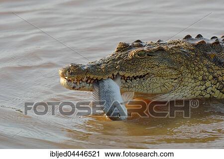 Nile crocodile (Crocodylus niloticus) with fish still alive in its mouth, Sunset Dam, Kruger National Park, Mpumalanga, South Africa, Africa View Large Photo Image Stock Image - Nile crocodile (Crocodylus niloticus) with fish still alive in its mouth, Sunset Dam, Kruger National Park, Mpumalanga, South Africa, Africa. Fotosearch