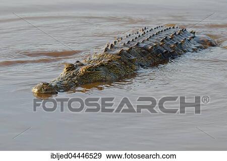 Nile crocodile (Crocodylus niloticus) in water, Sunset Dam, Kruger National Park, Mpumalanga, South Africa, Africa View Large Photo Image Stock Photo - Nile crocodile (Crocodylus niloticus) in water, Sunset Dam, Kruger National Park, Mpumalanga, South Africa, Africa. Fotosearch