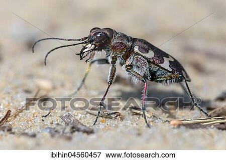 Stock Photo - Northern dune tiger beetle (Cicindela hybrida), Middle Elbe Biosphere Reserve, Saxony-Anhalt, Germany, Europe. Fotosearch