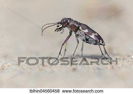 Stock Photo - Northern dune tiger beetle (Cicindela hybrida), Middle Elbe Biosphere Reserve, Saxony-Anhalt, Germany, Europe. Fotosearch