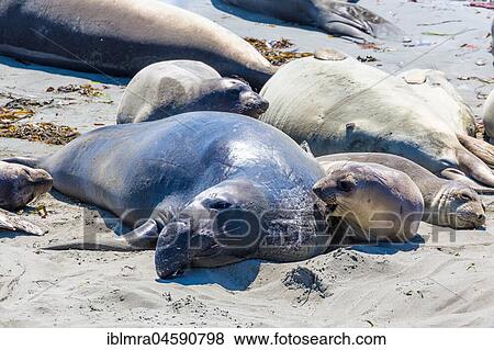 Stock Photo - Northern Elephant Seals (Mirounga angustirostris), dam with kitten on the beach, near San Simeon, California, USA, North America. Fotosearch