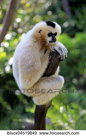 Northern white-cheeked gibbon, (Nomascus leucogenys), adult female on tree, captive, Occurrence Vietnam, Asia, Adelaide, Australia, Oceania View Large Photo Image Stock Photo - Northern white-cheeked gibbon, (Nomascus leucogenys), adult female on tree, captive, Occurrence Vietnam, Asia, Adelaide, Australia, Oceania. Fotosearch