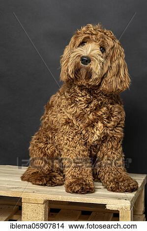 O Labradoodle, pedigree dog, hypoallergenic properties, fashion dog, dog allergy, allergy-free, breeding, young dog, nine months, studio shot, studio photography, dog portrait, animal portrait, dogOriginal Medium Australia View Large Photo Image Picture - O Labradoodle, pedigree dog, hypoallergenic properties, fashion dog, dog allergy, allergy-free, breeding, young dog, nine months, studio shot, studio photography, dog portrait, animal portrait, dogOriginal Medium Australia. Fotosearch
