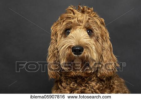 O Labradoodle, pedigree dog, hypoallergenic properties, fashion dog, dog allergy, allergy-free, breeding, young dog, nine months, studio shot, studio photography, dog portrait, animal portrait, dogOriginal Medium Australia View Large Photo Image Stock Photograph - O Labradoodle, pedigree dog, hypoallergenic properties, fashion dog, dog allergy, allergy-free, breeding, young dog, nine months, studio shot, studio photography, dog portrait, animal portrait, dogOriginal Medium Australia. Fotosearch