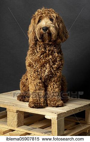 O Labradoodle, pedigree dog, hypoallergenic properties, fashion dog, dog allergy, allergy-free, breeding, young dog, nine months, studio shot, studio photography, dog portrait, animal portrait, dogOriginal Medium Australia View Large Photo Image Stock Photography - O Labradoodle, pedigree dog, hypoallergenic properties, fashion dog, dog allergy, allergy-free, breeding, young dog, nine months, studio shot, studio photography, dog portrait, animal portrait, dogOriginal Medium Australia. Fotosearch