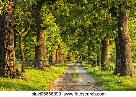 Oak avenue in the evening light, Reinhardswald, Hesse, Germany, Europe View Large Photo Image Stock Image - Oak avenue in the evening light, Reinhardswald, Hesse, Germany, Europe. Fotosearch